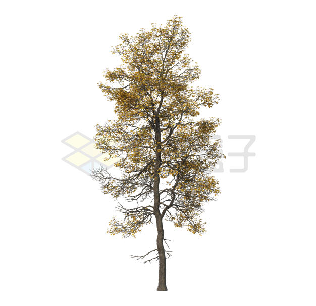 深秋叶子枯黄的檫木大树2498121PSD免抠图片素材 生物自然-第1张