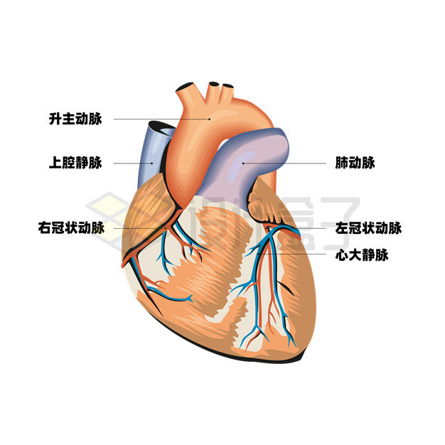 人体心脏各部位名称示意图5603060矢量图片免抠素材 健康医疗-第1张