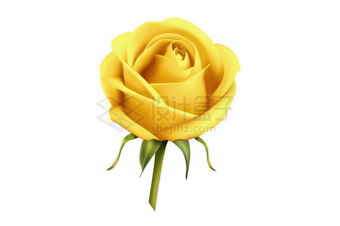 盛开的黄色玫瑰花鲜花花朵4281087矢量图片免抠素材 生物自然-第1张