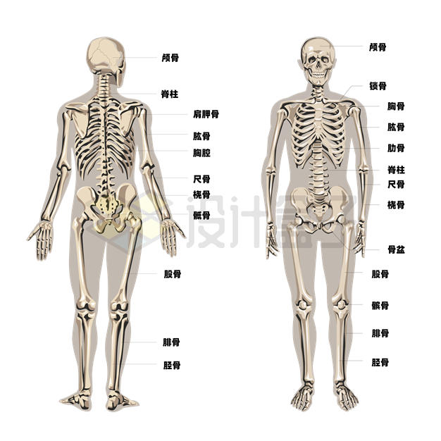 人体骨骼系统正反面示意图8042890矢量图片免抠素材 健康医疗-第1张