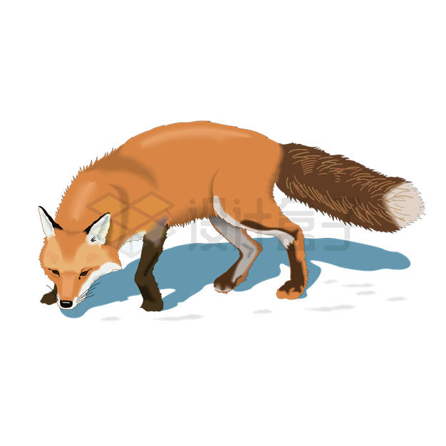 一只狐狸赤狐野生动物7446146矢量图片免抠素材 生物自然-第1张