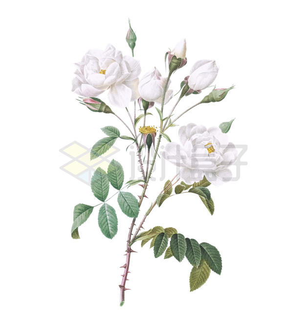 枝头上盛开的白色玫瑰花4003919矢量图片免抠素材下载 生物自然-第1张