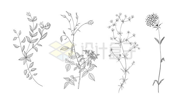 4款中草药植物手绘插画配图3068803矢量图片免抠素材 生物自然-第1张