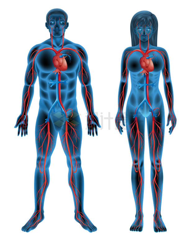 男性和女性身体内部结构人体血液循环系统示意图3309426矢量图片免抠素材 健康医疗-第1张
