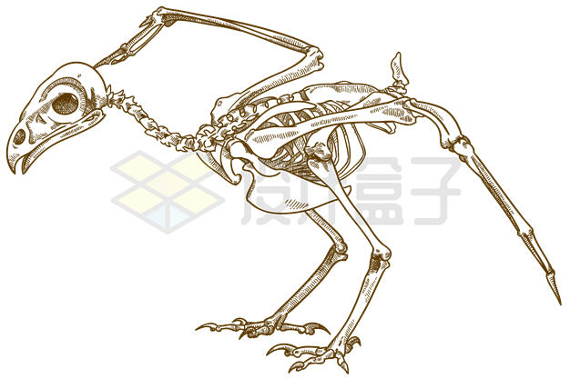 手绘风格鸡的骨架结构插画6544156矢量图片免抠素材 生物自然-第1张
