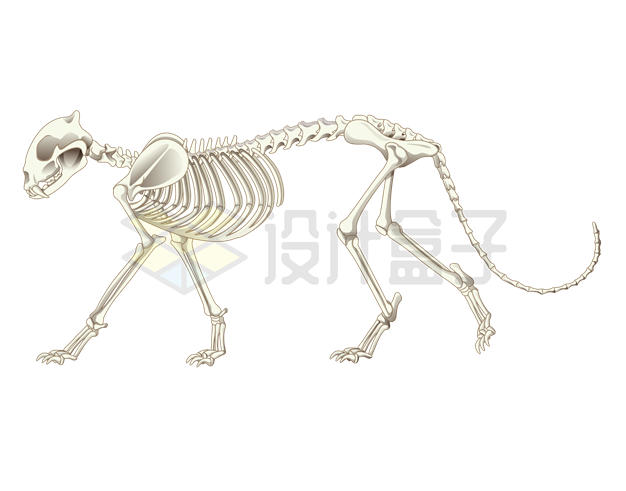 猎豹骨骼骨架2630066矢量图片免抠素材 生物自然-第1张