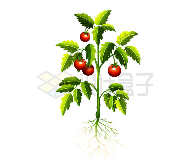 一棵西红柿植物9894940矢量图片免抠素材 生物自然-第1张