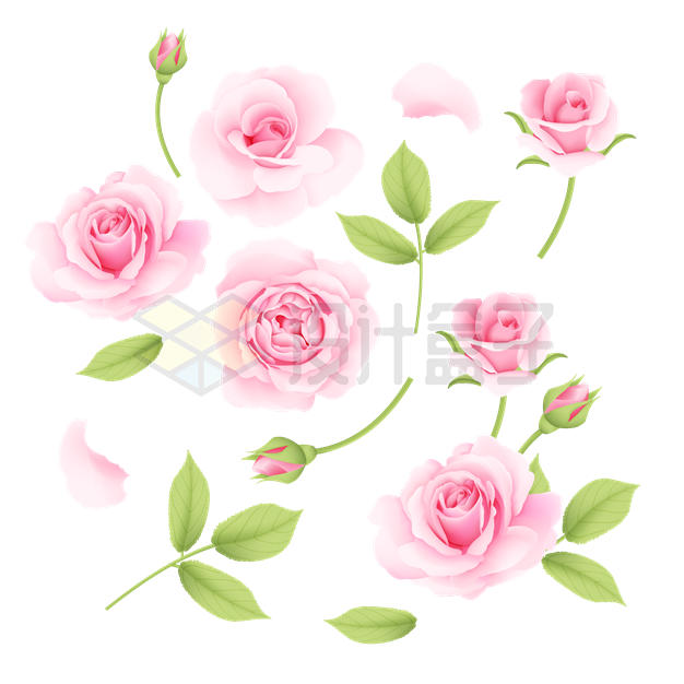 各种粉红色玫瑰花和树叶6464768矢量图片免抠素材 生物自然-第1张