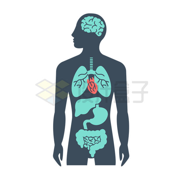 大脑心肺胃肠道等人体器官图案1978645矢量图片免抠素材 健康医疗-第1张