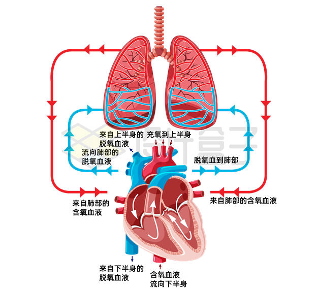 人体肺部和心脏血液循环系统工作原理图6928656矢量图片免抠素材 健康医疗-第1张