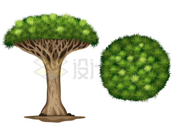 2个不同角度的龙血树奇特大树6272782矢量图片免抠素材 生物自然-第1张