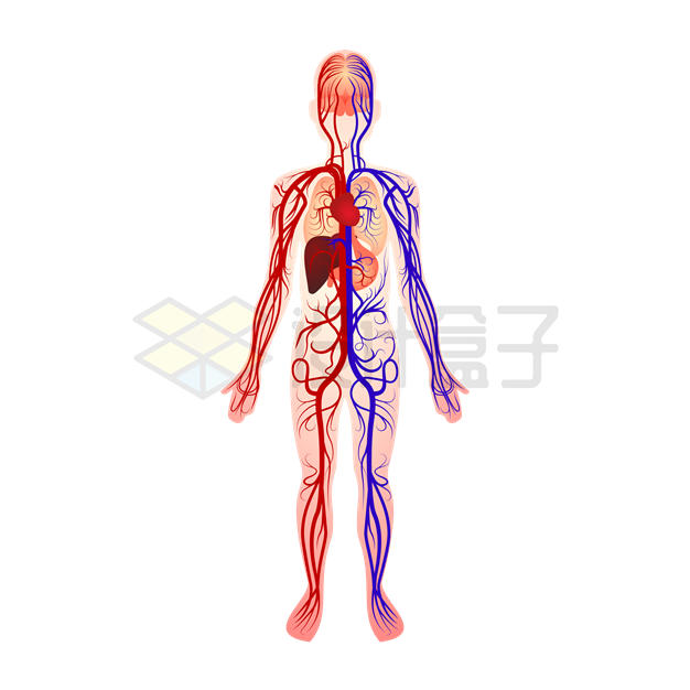 人体血液循环系统内部结构示意图1326434矢量图片免抠素材 健康医疗-第1张