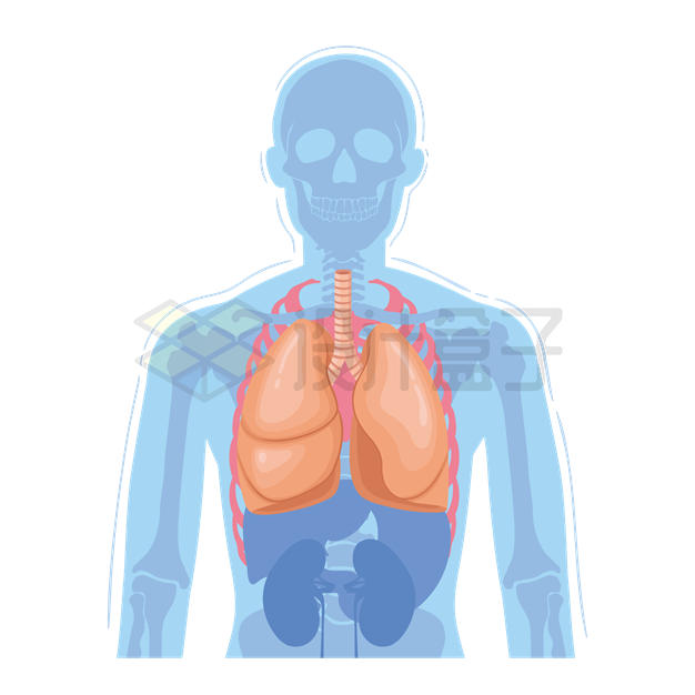 人体透视图和肺部等人体器官组织1065189矢量图片免抠素材 健康医疗-第1张