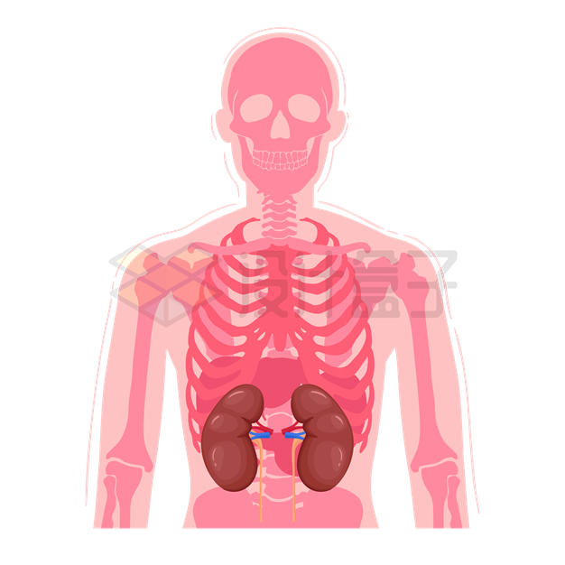 红色的人体透视图肾脏系统7492557矢量图片免抠素材 健康医疗-第1张