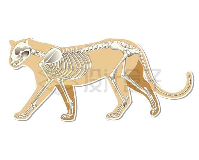 卡通猫咪骨架结构示意图3557624矢量图片免抠素材 生物自然-第1张