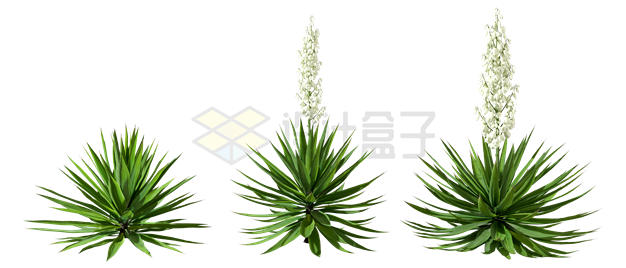 3款开花的剑麻观赏植物3D渲染图4929860PSD免抠图片素材 生物自然-第1张