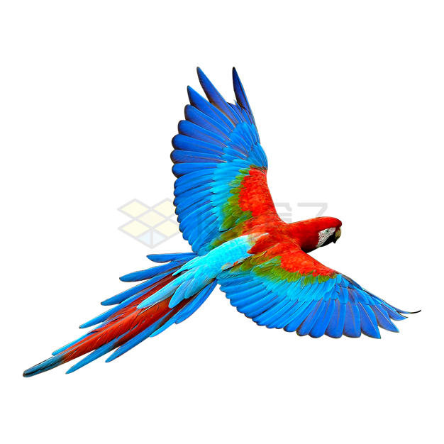 一只彩色的金刚鹦鹉张开翅膀飞行3499901PSD免抠图片素材 生物自然-第1张