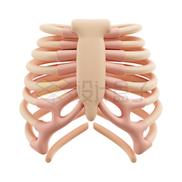 卡通胸腔椎骨胸骨肋骨3D模型6213307PSD免抠图片素材 健康医疗-第1张