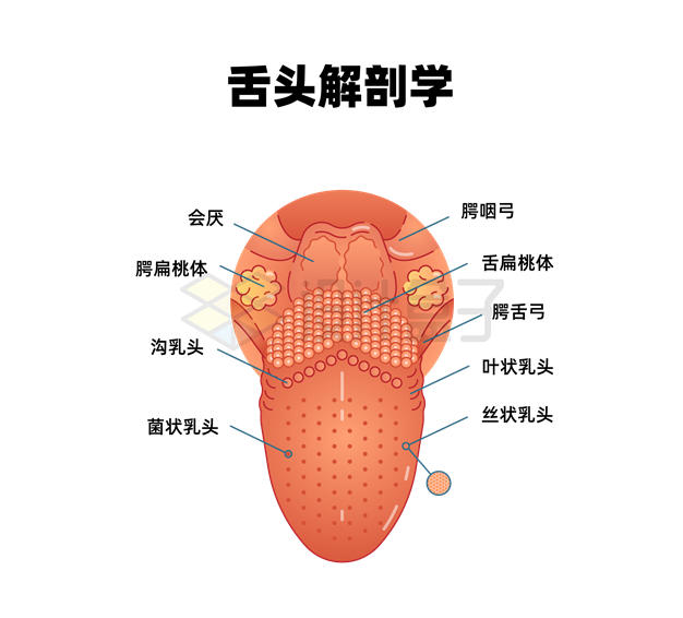 舌头内部结构解剖图8154288矢量图片免抠素材 健康医疗-第1张