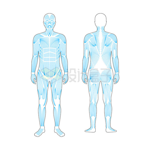 男性身体肌肉示意图5210537矢量图片免抠素材 健康医疗-第1张