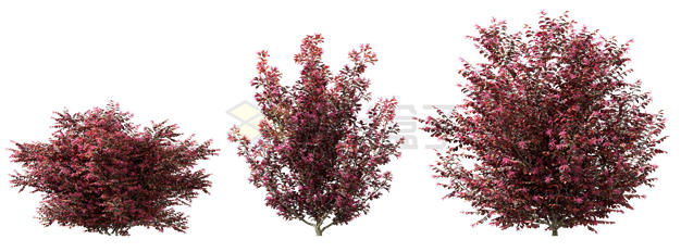 3棵红色的灌木丛小树3D渲染图4056780PSD免抠图片素材 生物自然-第1张