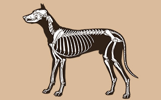 动物骨骼图片素材