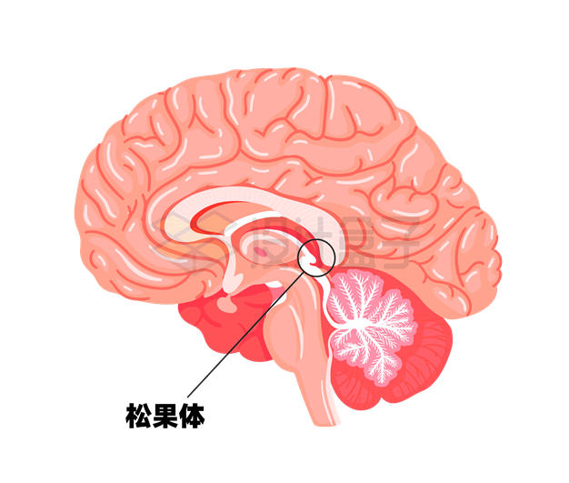 人体大脑结构松果体位置示意图5063586矢量图片免抠素材 健康医疗-第1张