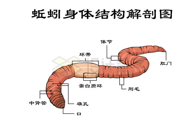 蚯蚓的身体结构解剖图4030226矢量图片免抠素材 科学地理-第1张