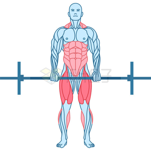 线条风格锻炼身体使用的肌肉示意图7155518矢量图片免抠素材 健康医疗-第1张