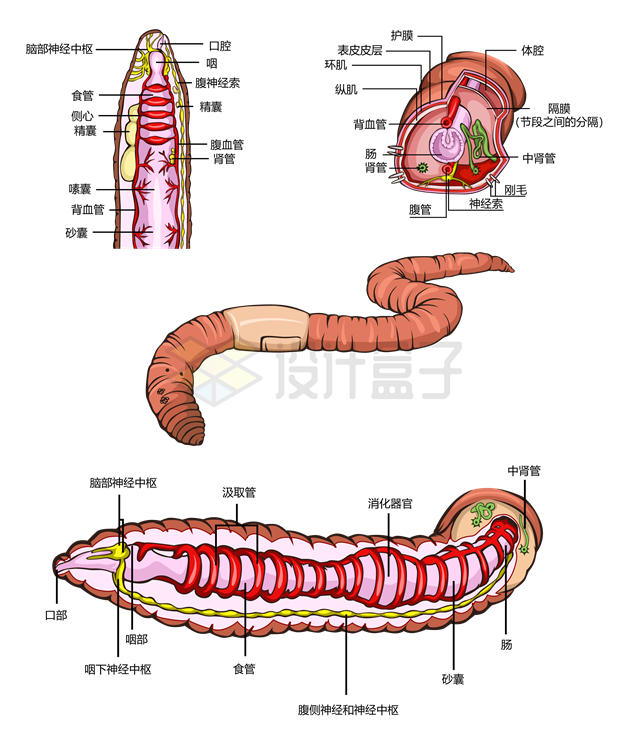 蚯蚓内脏内部结构解剖示意图8743687矢量图片免抠素材 生物自然-第1张