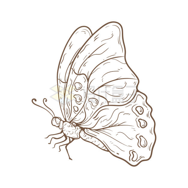 手绘风格蝴蝶插画8396121矢量图片免抠素材 生物自然-第1张