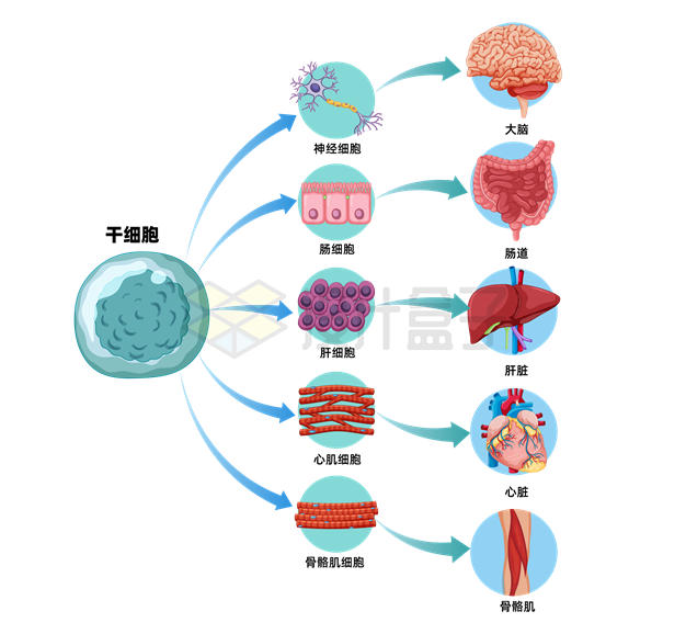 干细胞如何发育成神经细胞肠细胞肝细胞心肌细胞骨骼细胞等2501060矢量图片免抠素材 健康医疗-第1张