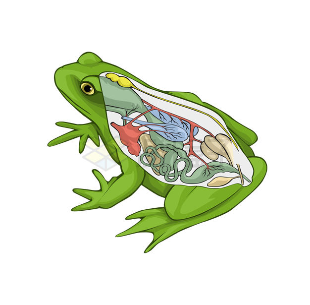 青蛙内脏内部结构解剖示意图7245049矢量图片免抠素材 生物自然-第1张