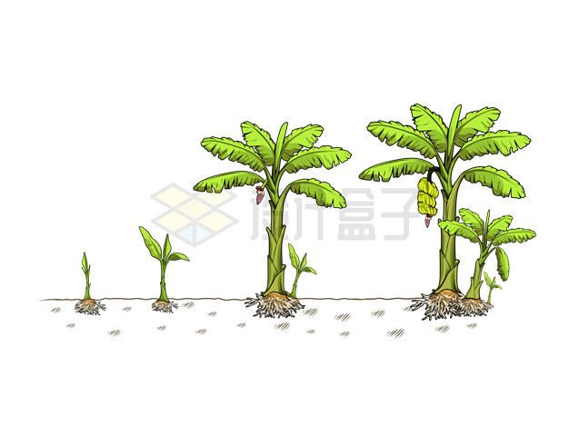 香蕉树的生长过程农业插画6407911矢量图片免抠素材 生物自然-第1张