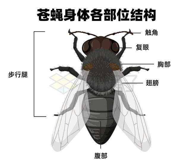苍蝇身体各部位结构名称示意图4633892矢量图片免抠素材 生物自然-第1张