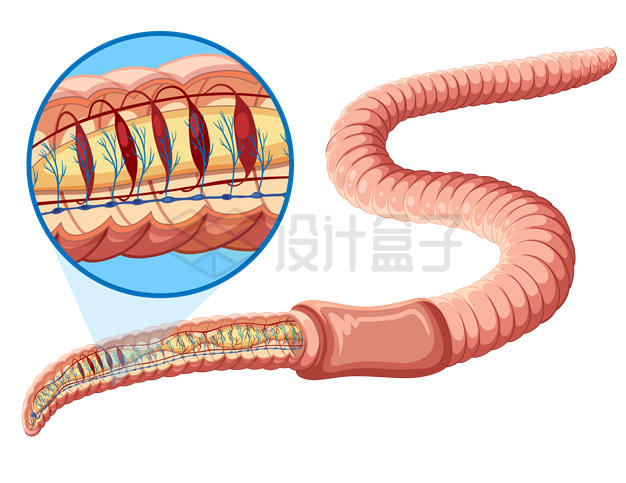 蚯蚓内部结构示意图蚯蚓的呼吸系统3018476矢量图片免抠素材 生物自然-第1张