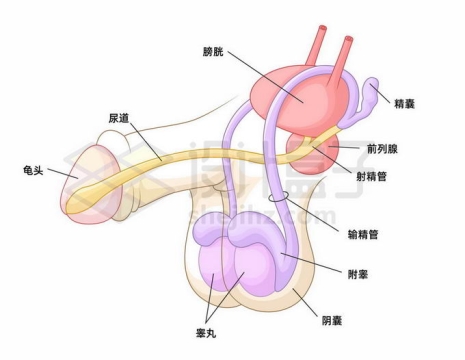 男性生殖器官性器官内部结构图8575052矢量图片免抠素材