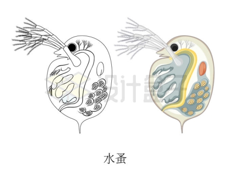 水蚤解剖图小型甲壳动物插画2359356矢量图片免抠素材