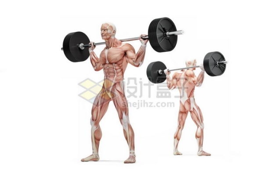 两款男性人体肌肉模型正在杠铃颈后推举健身房动作9775868图片免抠素材