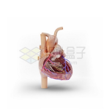 一颗逼真的心脏内部结构解剖图人体器官组织3D模型1120002PSD免抠图片素材