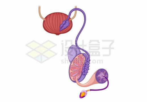 男性生殖器官睾丸内部结构解剖图2089059矢量图片免抠素材