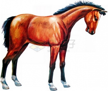 油画风格低头的骏马png免抠图片素材
