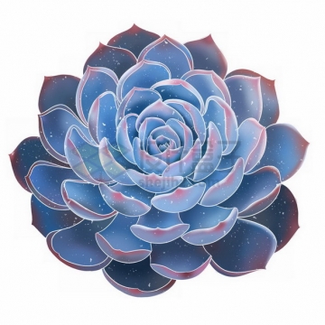 蓝石莲美丽的多肉植物764389png免抠图片素材