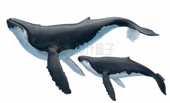 两头座头鲸大翅鲸母子海洋哺乳动物2632427矢量图片免抠素材