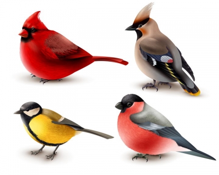 4种可爱的小鸟野生动物图片免抠素材
