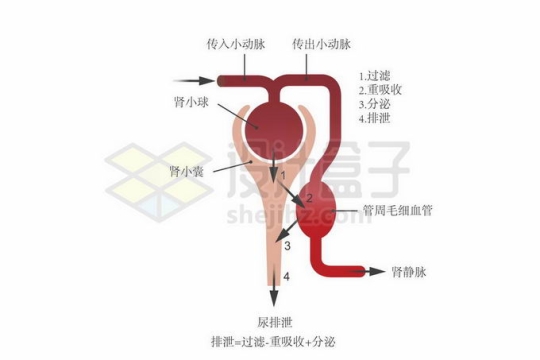 肾脏处理尿液工作原理流程图2740171矢量图片免抠素材