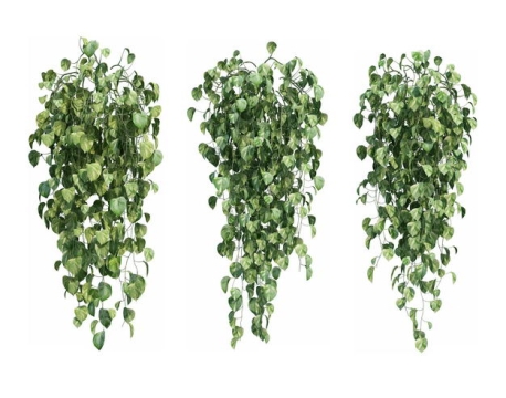 三款3D渲染的常春藤绿萝观叶植物盆栽植物盆景178143PSD免抠图片素材