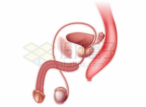 男性生殖器官性器官泌尿系统内部结构解剖图8840629矢量图片免抠素材