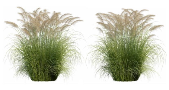 两款高清3D渲染的蒲苇绿植观赏植物366841PSD免抠图片素材
