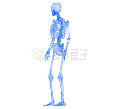 人体骨骼结构线条蓝图2131964矢量图片免抠素材